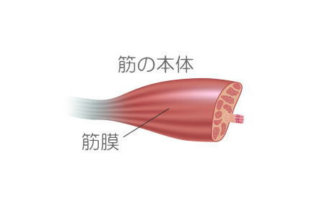 柔らかい筋の本体イメージ